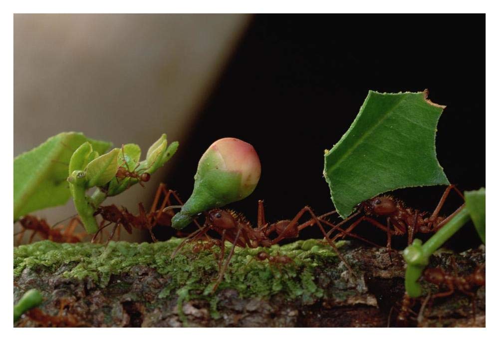 Leafcutter Ant workers carrying leaves to nest, French Guiana-Paper Art-38x26”