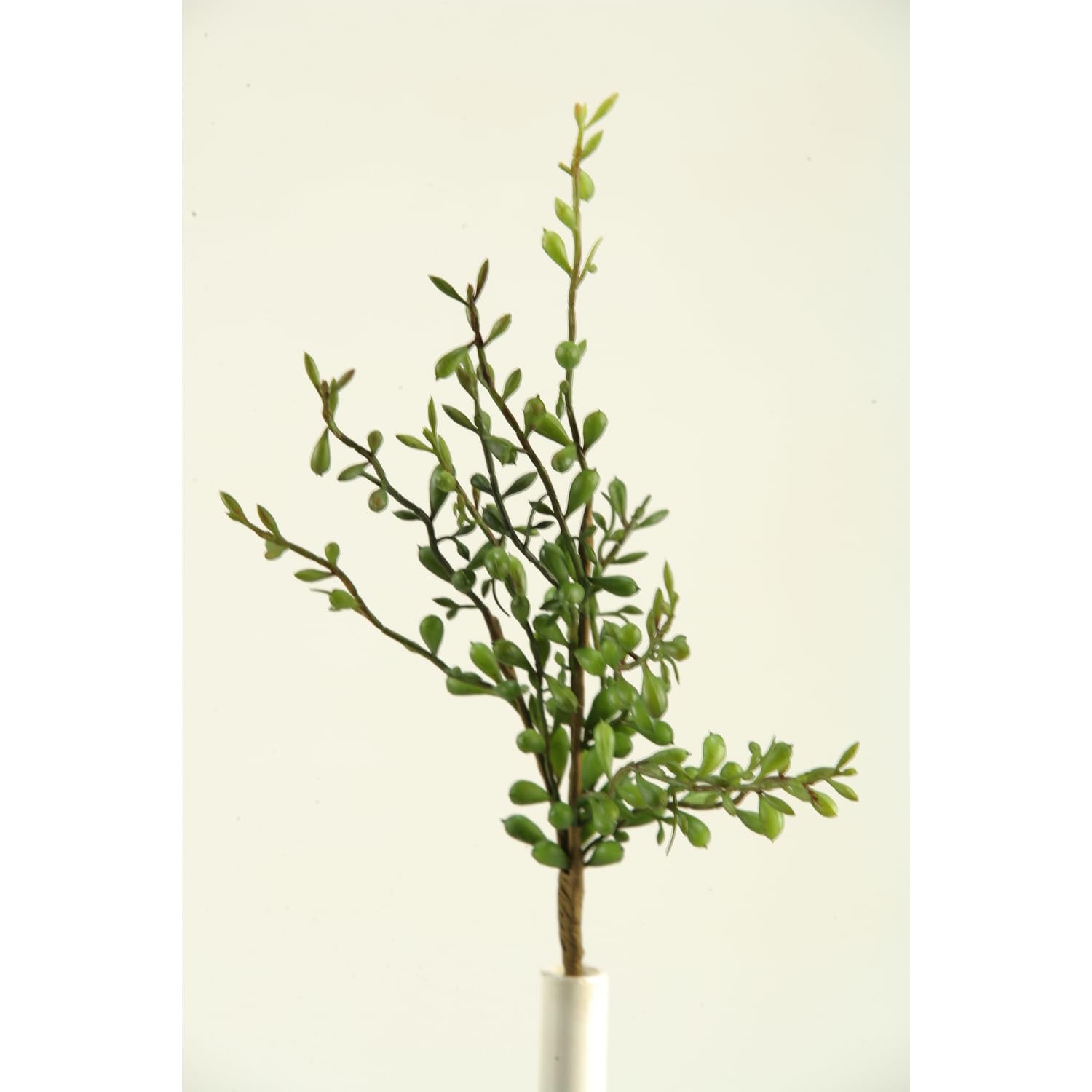 Pittosporum Spray