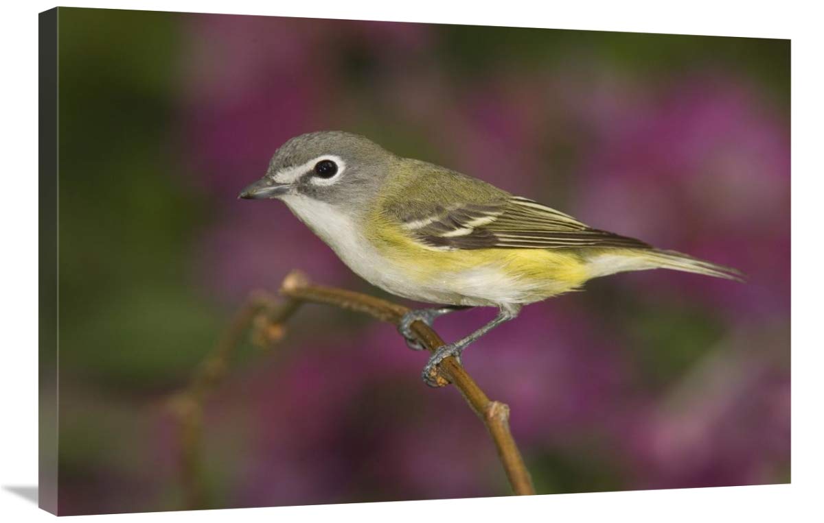 Blue-headed Vireo perched on branch, Rio Grande Valley, Texas-Canvas Art-36x24”