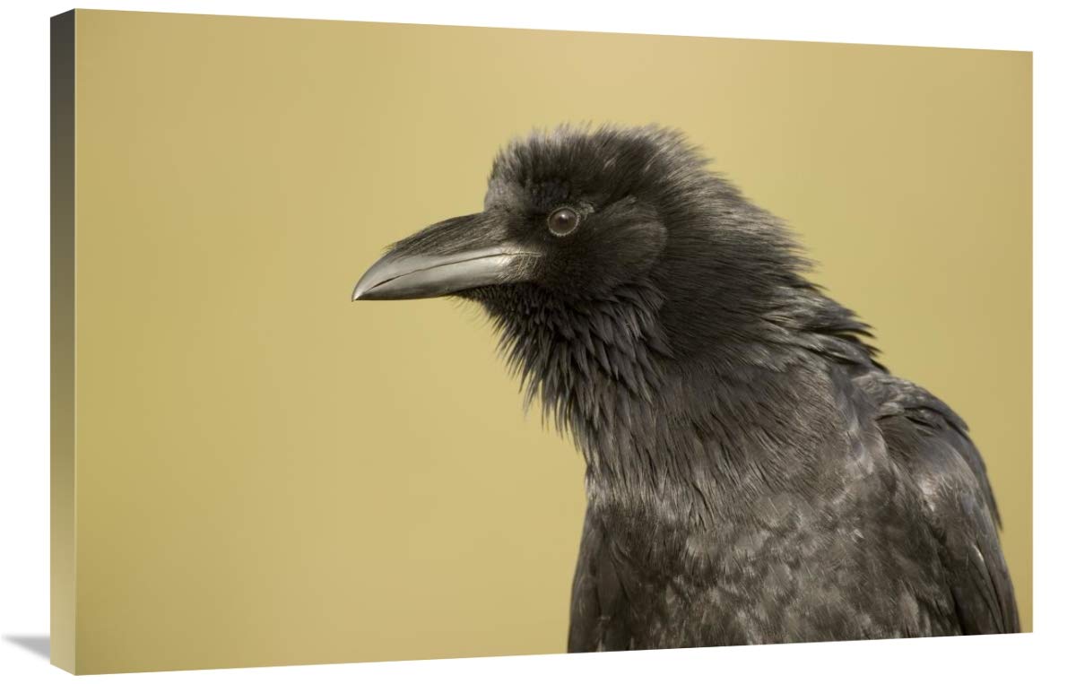 Common Raven portrait, Green Valley, Arizona-Canvas Art-36x24”