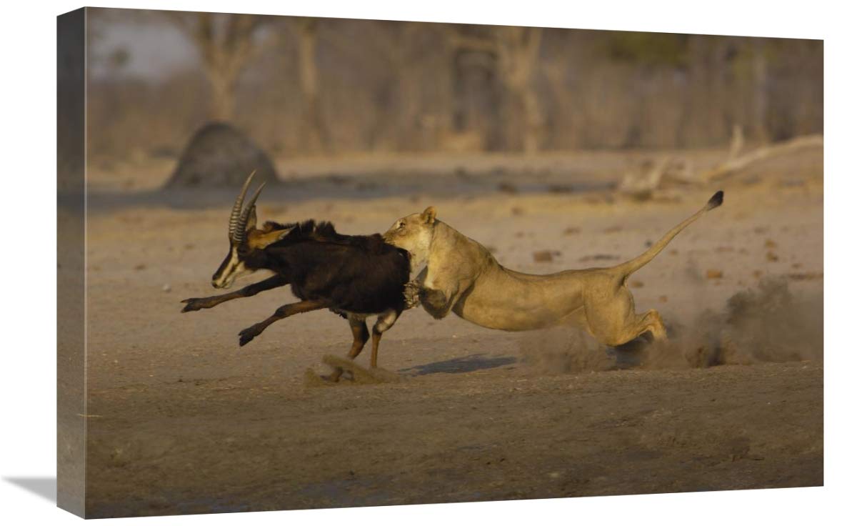 African Lion female bringing down Sable Antelope , Africa-Canvas Art-24x16”
