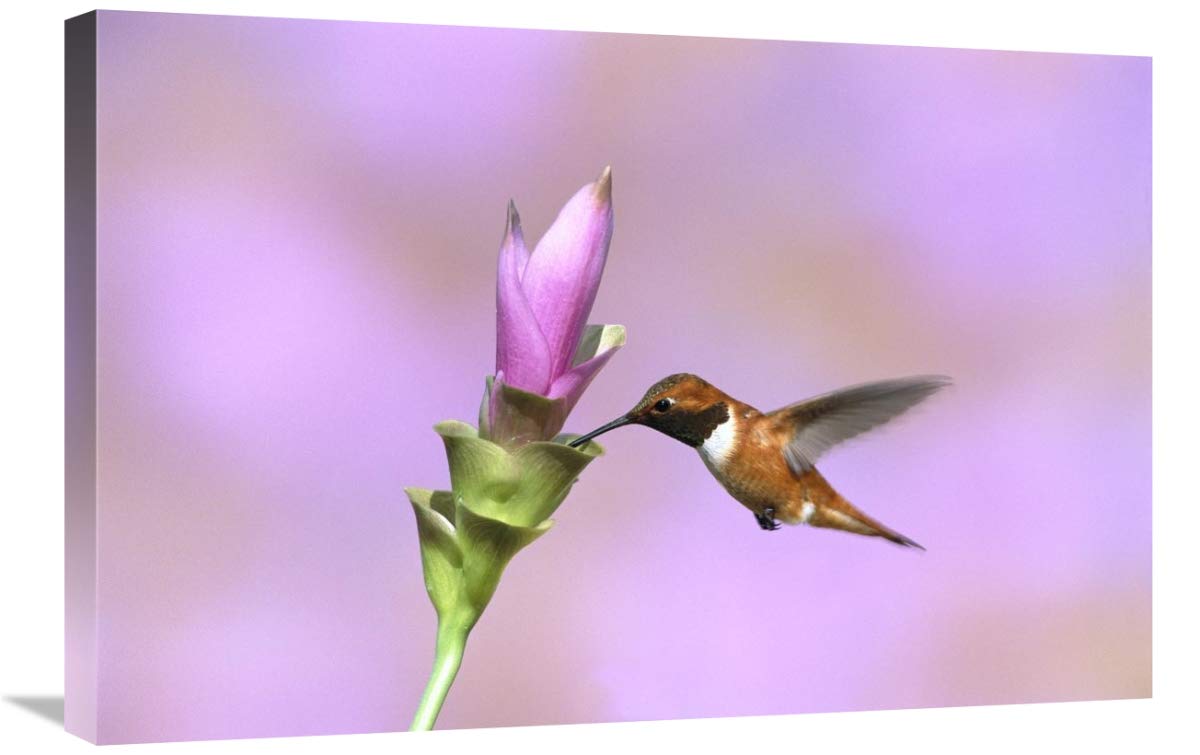 Rufous Hummingbird male feeding at flower, Green Valley, Arizona-Canvas Art-30x20”