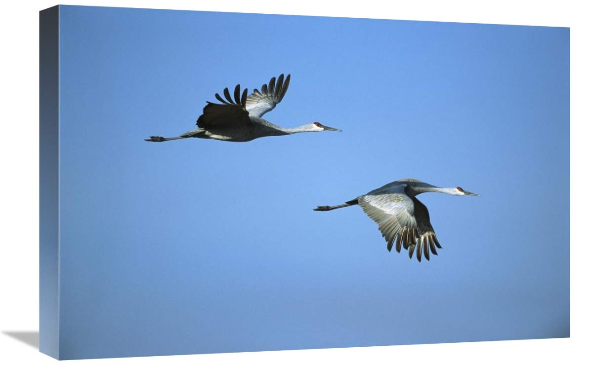 Sandhill Crane pair flying, Bosque del Apache NWR, New Mexico-Canvas Art-24x16”