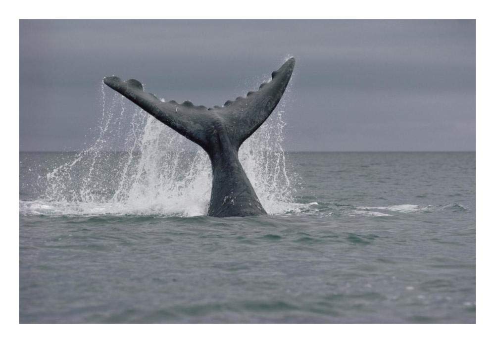 Southern Right Whale tail, Peninsula Valdez, Argentina-Paper Art-26x18”