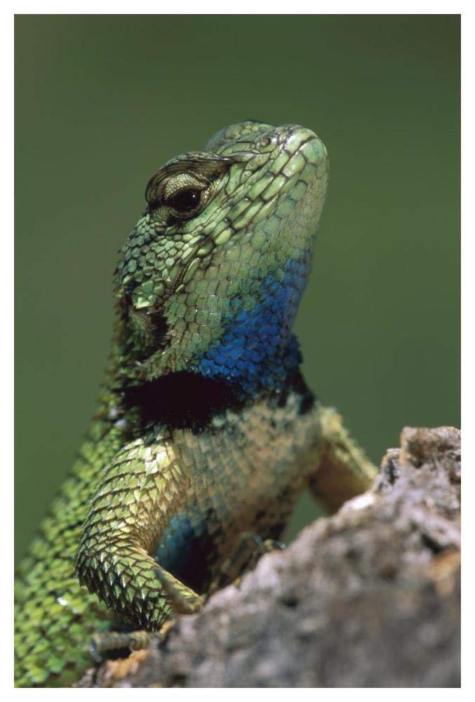 Green Spiny Lizard male, Costa Rica-Paper Art-34x50”