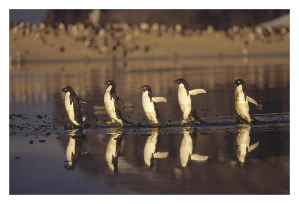 Adelie Penguins crossing summer melt pool, Cape Adare, Ross Sea, Antarctica-Paper Art-32x22”