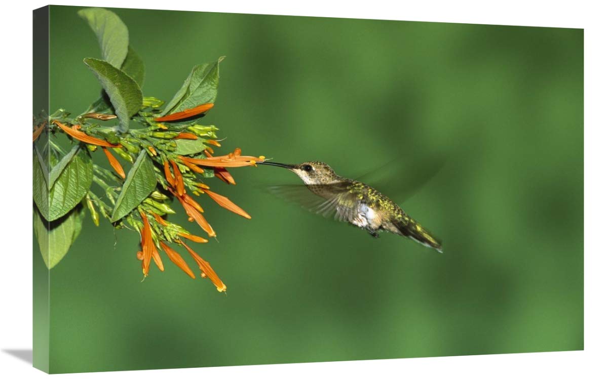 Black-chinned Hummingbird female feeding at flower, Green Valley, Arizona-Canvas Art-30x20”