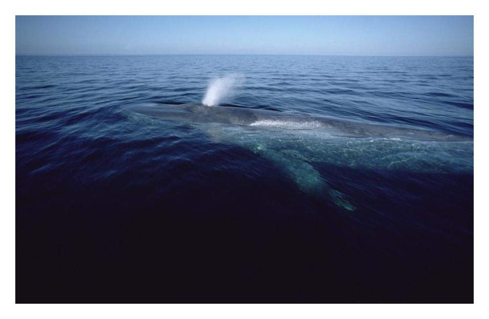 Blue Whale spouting, Sea of Cortez, Mexico-Paper Art-32x20.9”