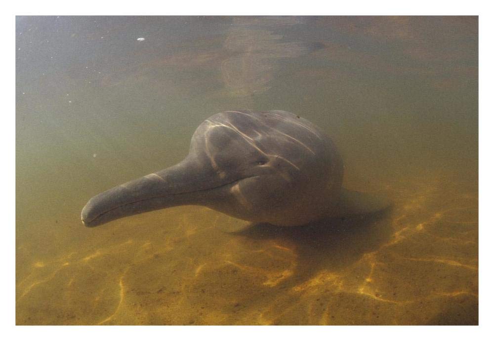 Amazon River Dolphin, underwater portrait, Brazil-Paper Art-32x22”