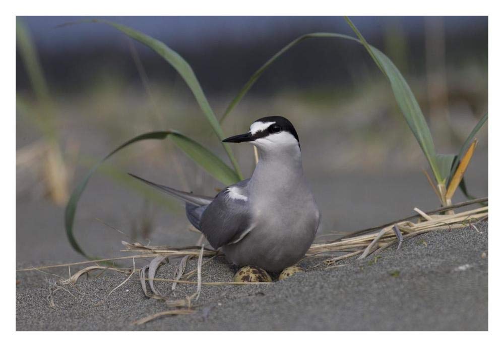 Aleutian Tern on ground nest with single egg, Yakutat, Alaska-Paper Art-32x22”
