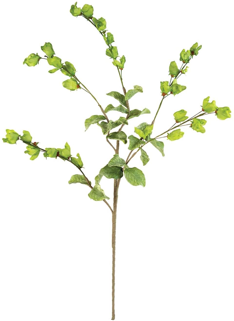 Botanica #3187