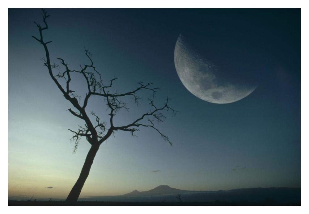 Whistling Thorn and moon, Amboseli National Park, Kenya, East Africa-Paper Art-20x14”
