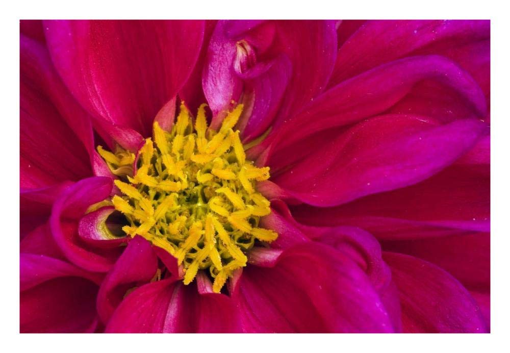 Dahlia flowering, Dahlstar Sunset Pink, Keukenhof, Lisse, South Holland, Netherlands-Paper Art-26x18”