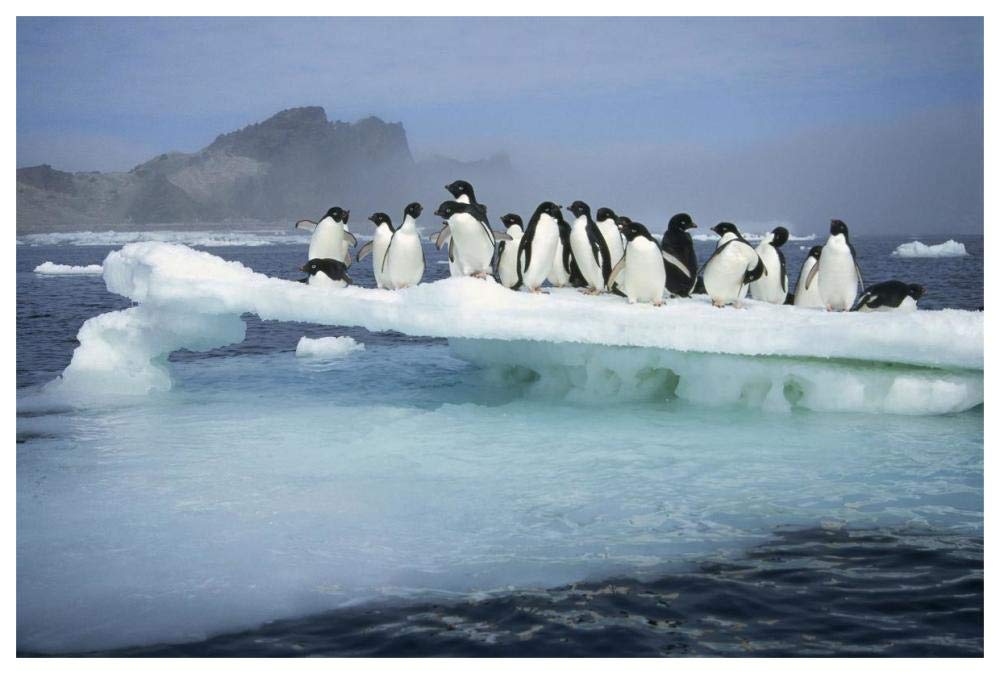 Adelie Penguin group crowding on melting summer ice floe, Possession Island, Ross Sea, Antarctica-Paper Art-62x42”