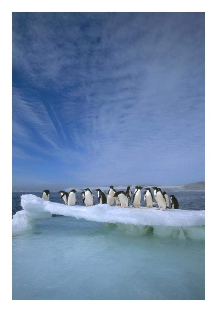 Adelie Penguin group crowding on melting summer ice floe, Possession Island, Ross Sea, Antarctica-Paper Art-18x26”