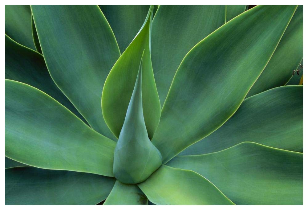 Fox Tail Agave leaves close up, succulent, native to the mountains of central Mexico-Paper Art-62x42”