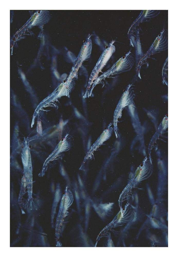 Antarctic Krill schooling underwater, Antarctica-Paper Art-18x26”