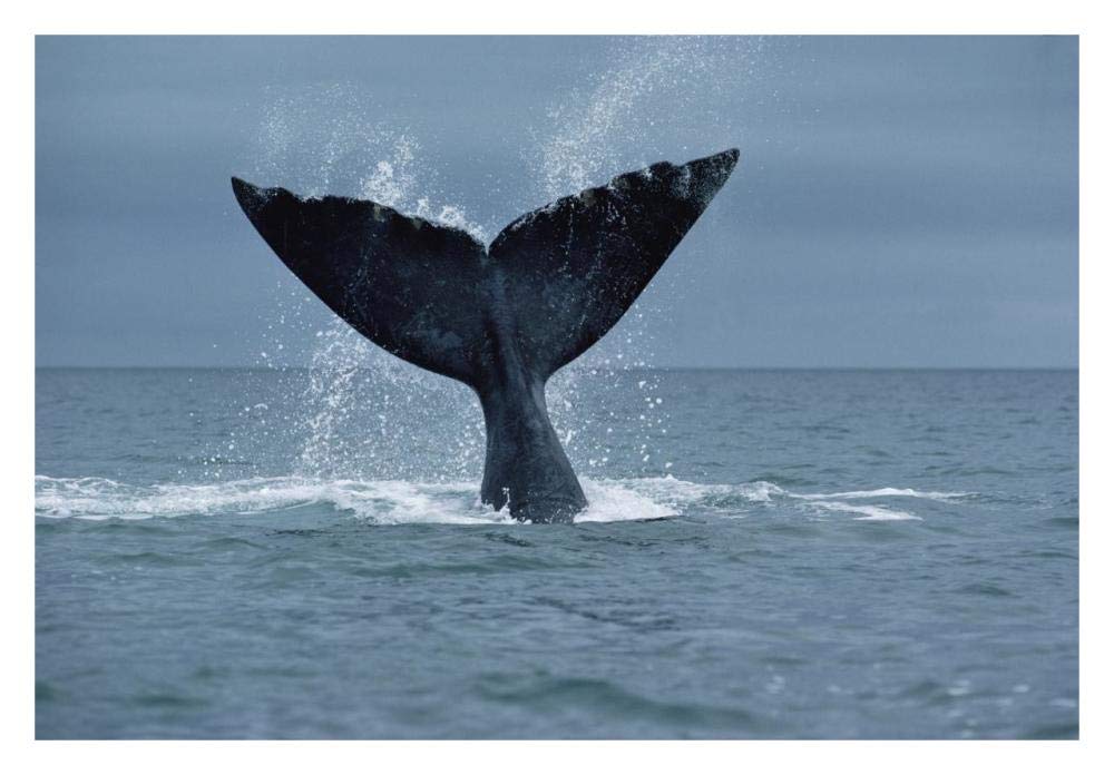 Southern Right Whale fluke, Argentina-Paper Art-32x22”