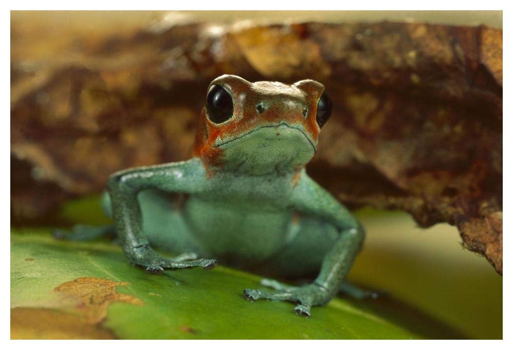 Strawberry Poison Dart Frog portrait, Mali-Paper Art-50x34”