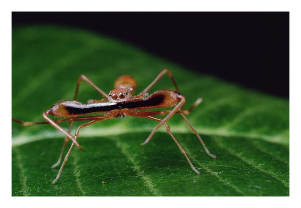 Kerengga Ant-like Jumper males fighting, Sri Lanka-Paper Art-26x18”