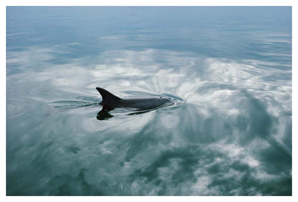 Bottlenose Dolphin surfacing, Shark Bay, Australia-Paper Art-50x34”