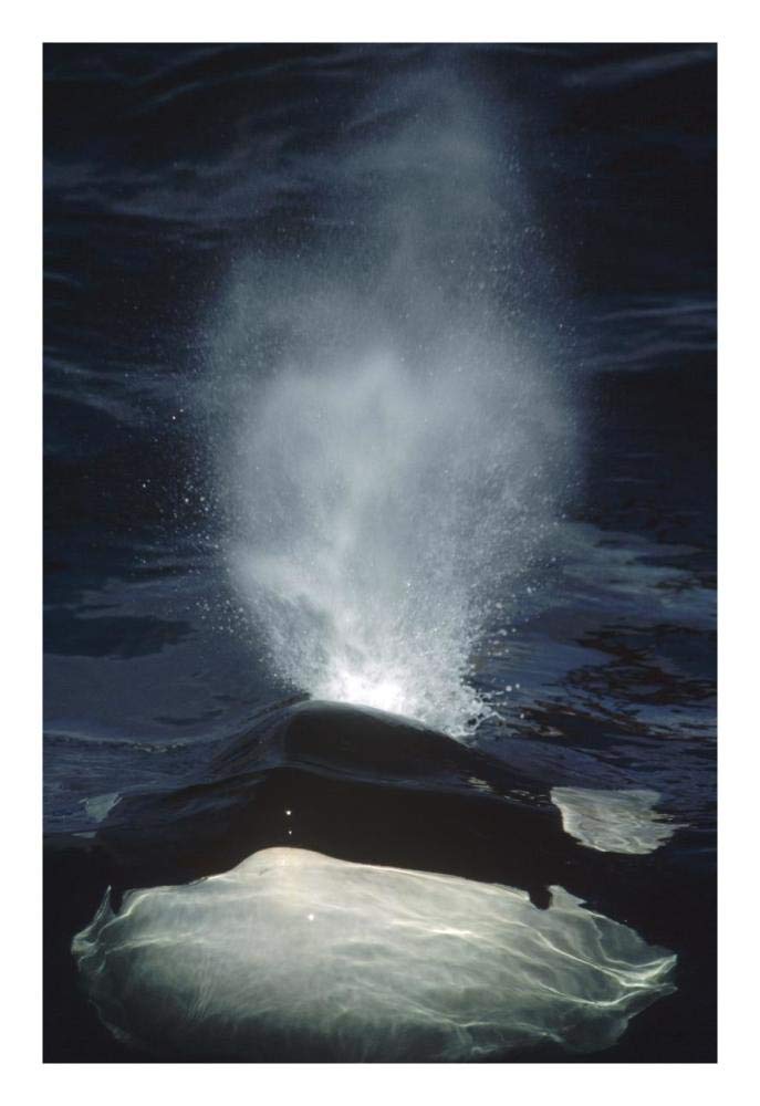 Orca surfacing, British Columbia, Canada-Paper Art-18x26”