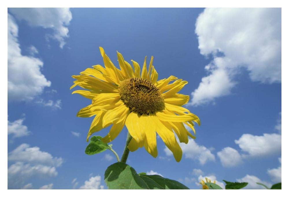 Common Sunflower with blue sky and clouds behind-Paper Art-20x14”