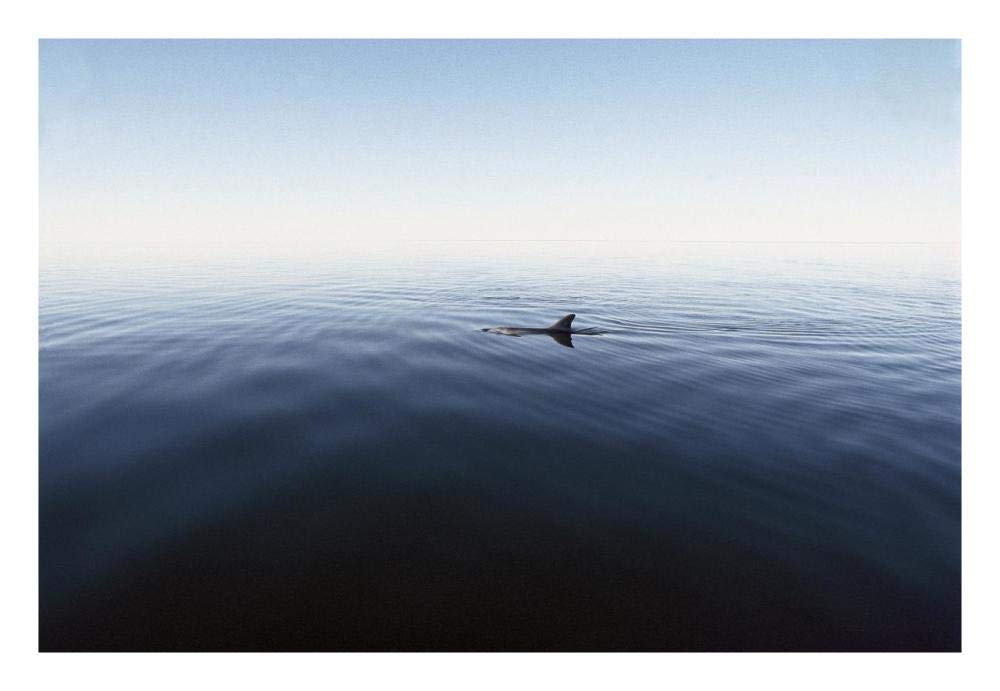 Bottlenose Dolphin surfacing, Shark Bay, Australia-Paper Art-26x18”