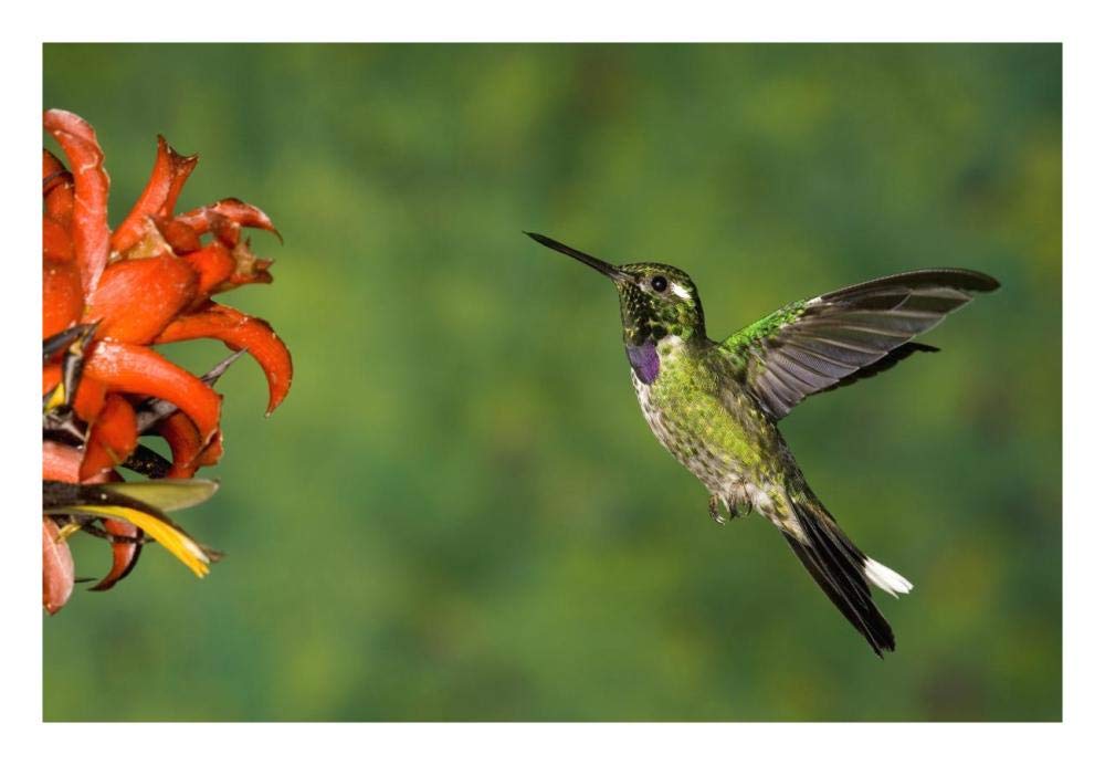 Purple-bibbed Whitetip hummingbird hovering near flower, Andes, Ecuador-Paper Art-26x18”