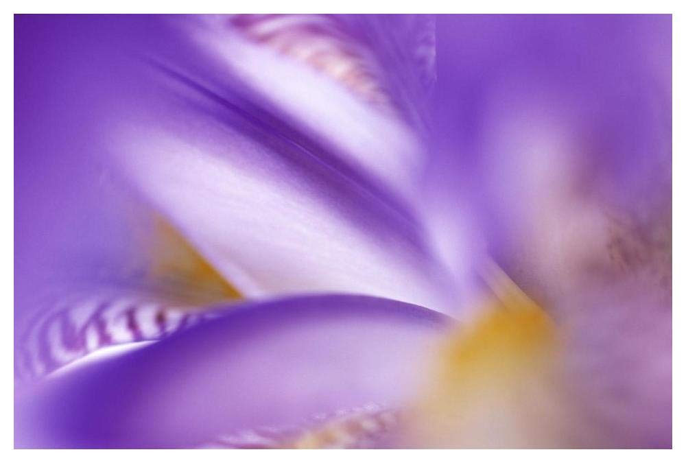 Iris abstract close up-Paper Art-50x34”
