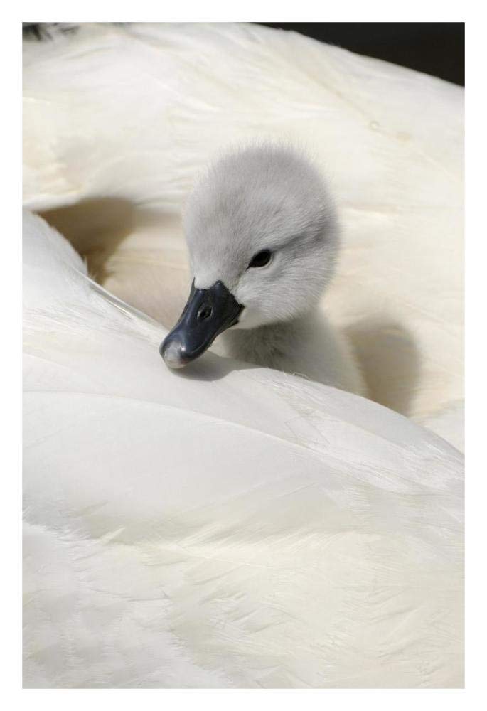 Mute Swan cygnet, on back of adult female, Abbotsbury, Dorset, England-Paper Art-22x32”