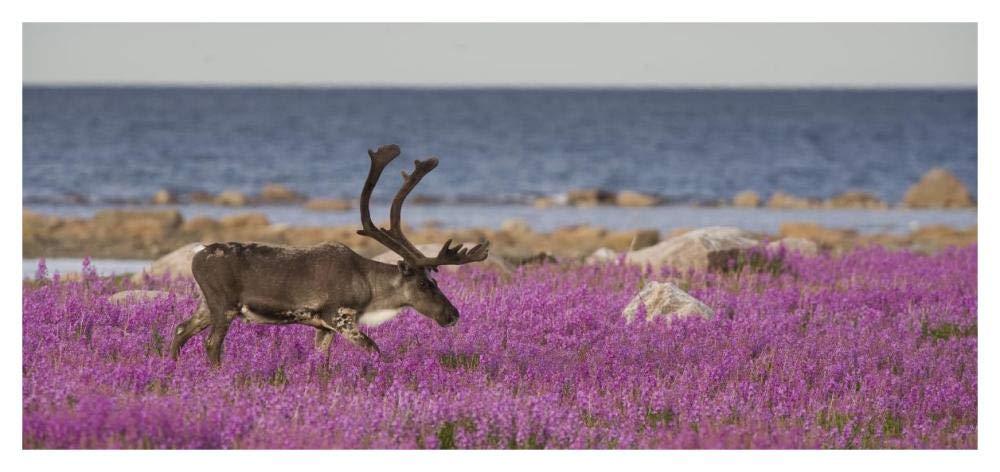 Caribou male in a field of fireweed, Hudson Bay, Canada-Paper Art-46x21.8”
