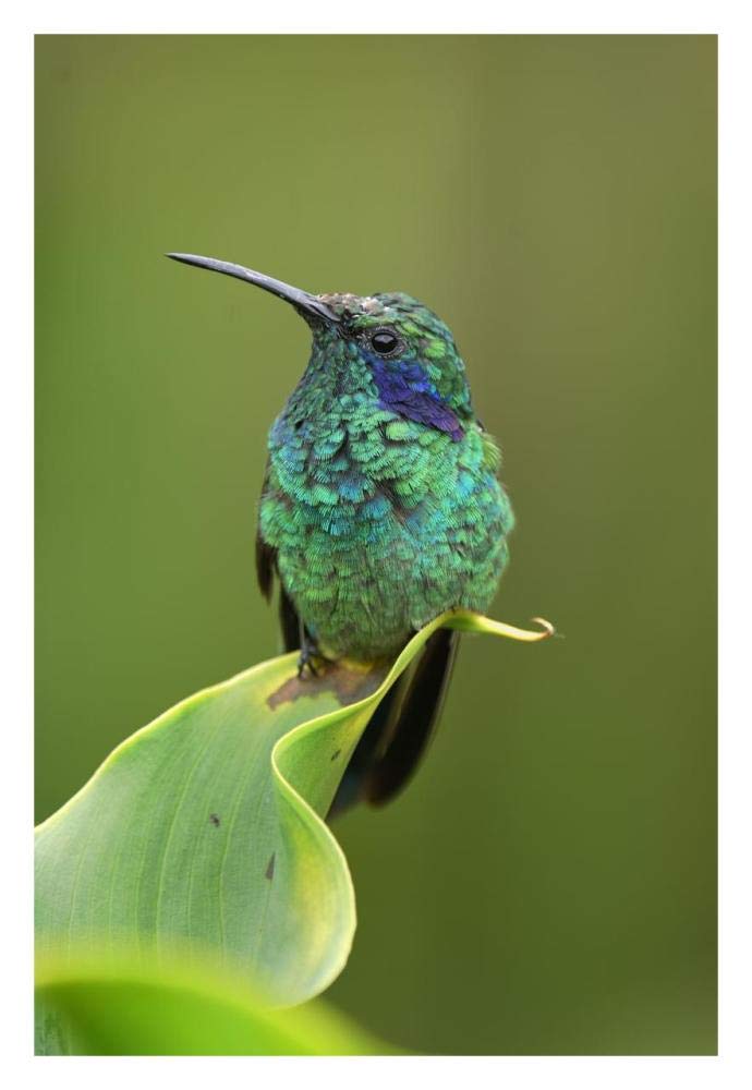 Green Violet-ear hummingbird perched on leaf, Costa Rica-Paper Art-22x32”