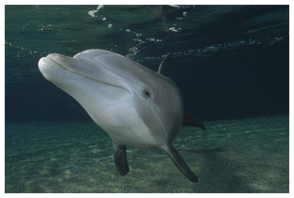 Bottlenose Dolphin underwater portrait, Hawaii-Paper Art-62x42”