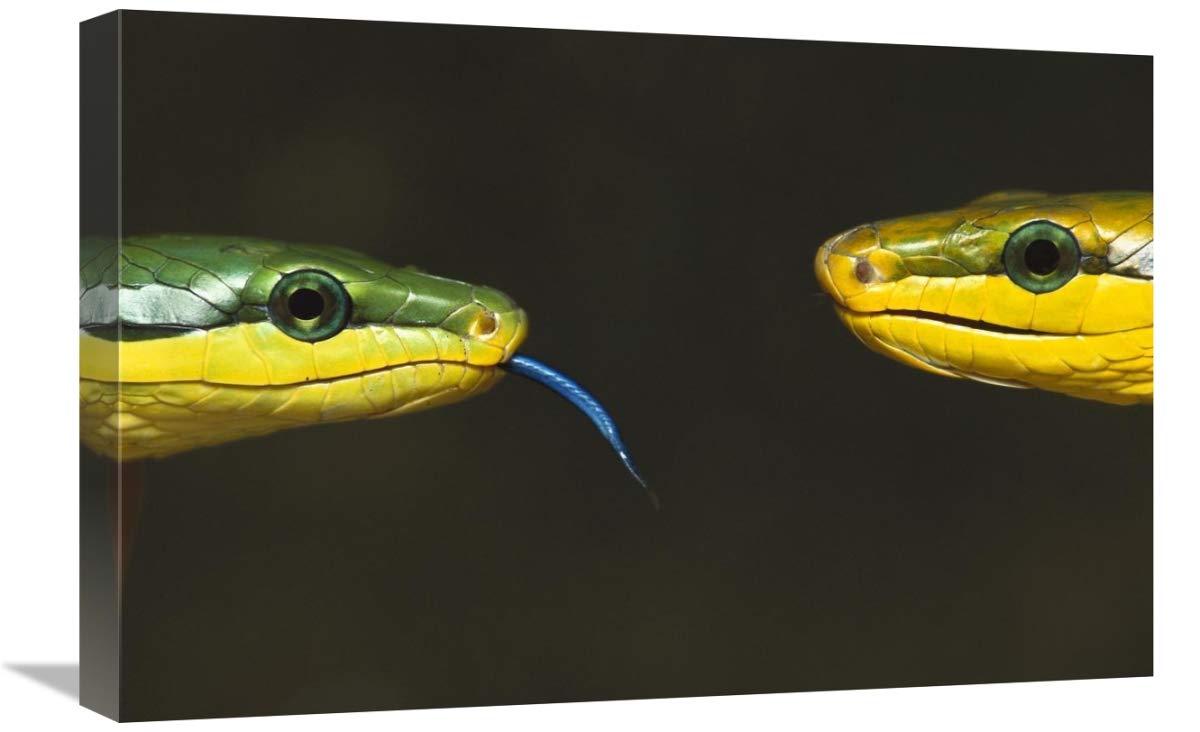 Colubrid Snakes making initial contact to identify friend, enemy, or prey-Canvas Art-24x16”