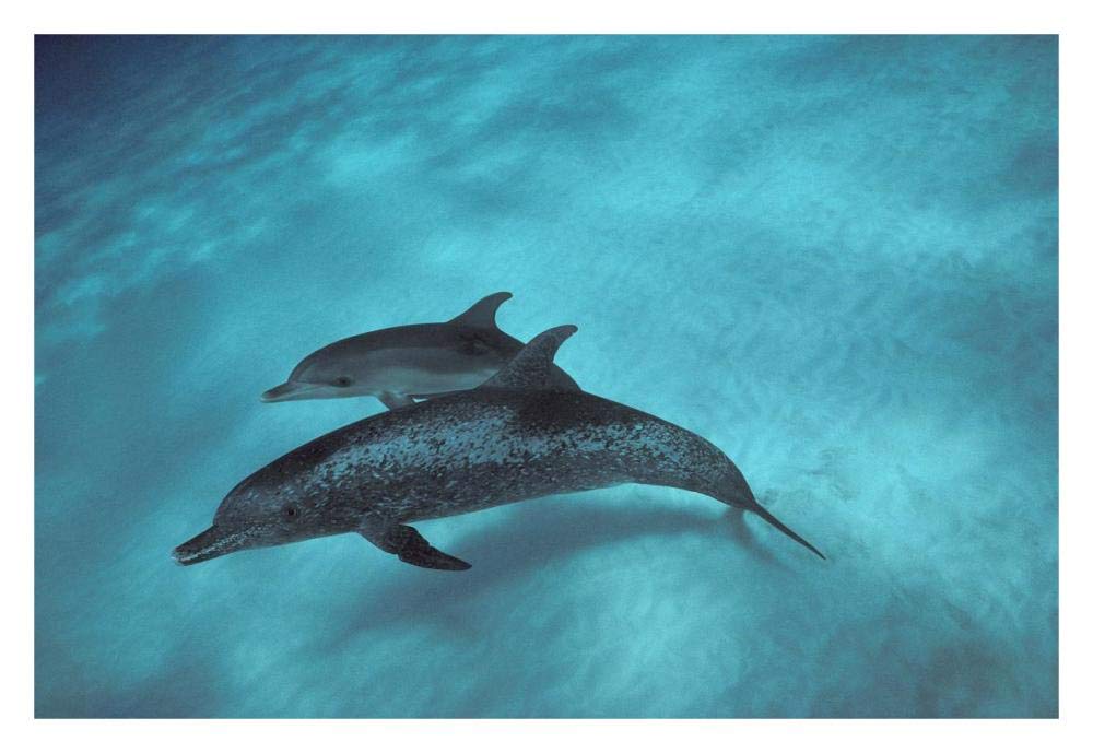 Atlantic Spotted Dolphin, pair underwater, Bahamas-Paper Art-32x22”