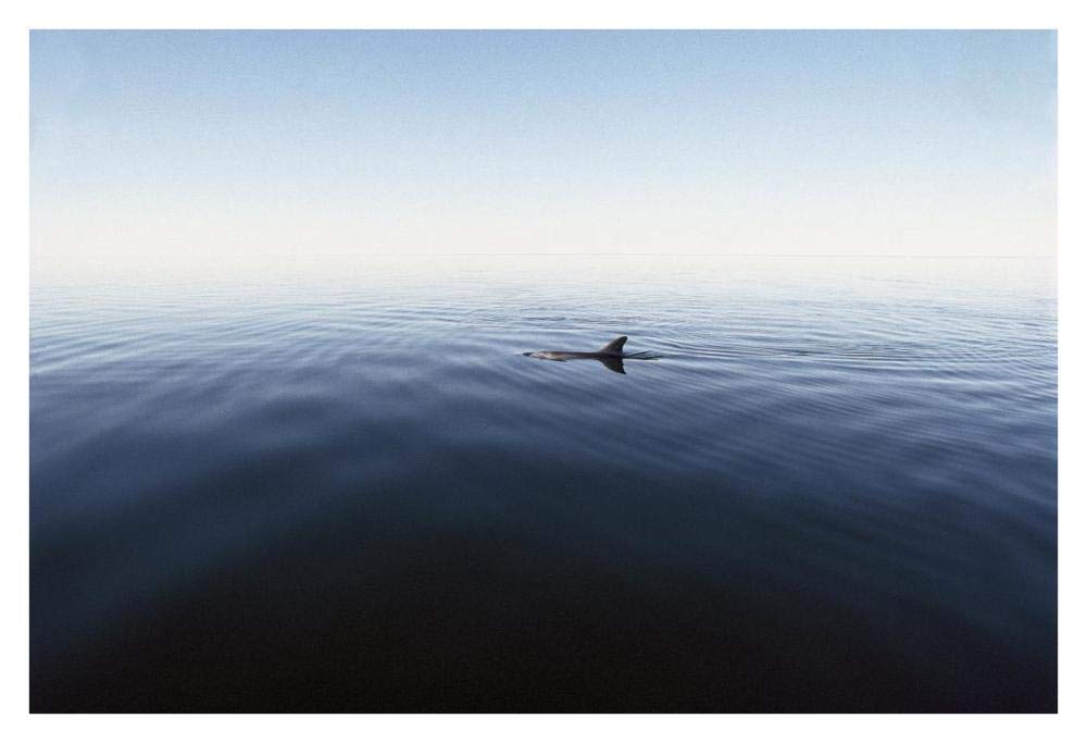 Bottlenose Dolphin surfacing, Shark Bay, Australia-Paper Art-38x26”