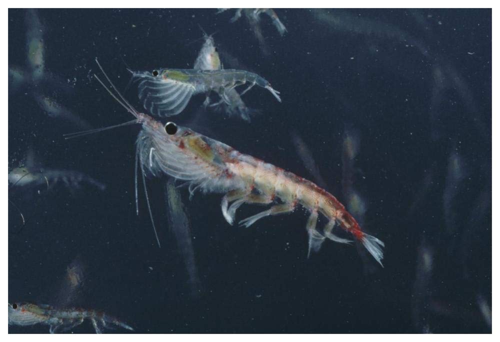 Antarctic Krill, Antarctica-Paper Art-62x42”