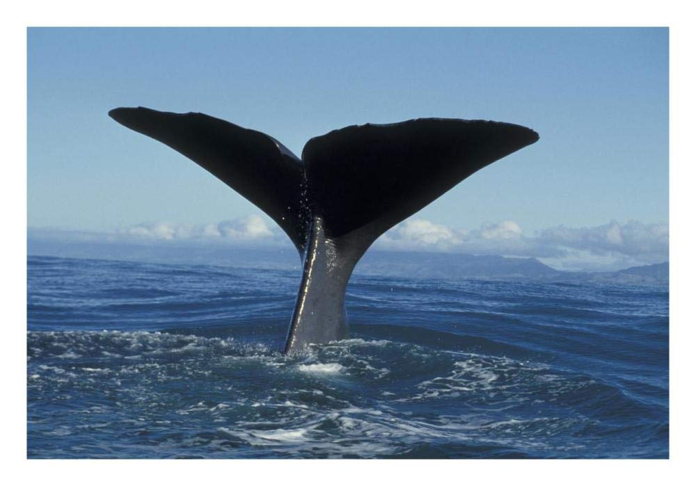 Sperm Whale tail, New Zealand-Paper Art-26x18”