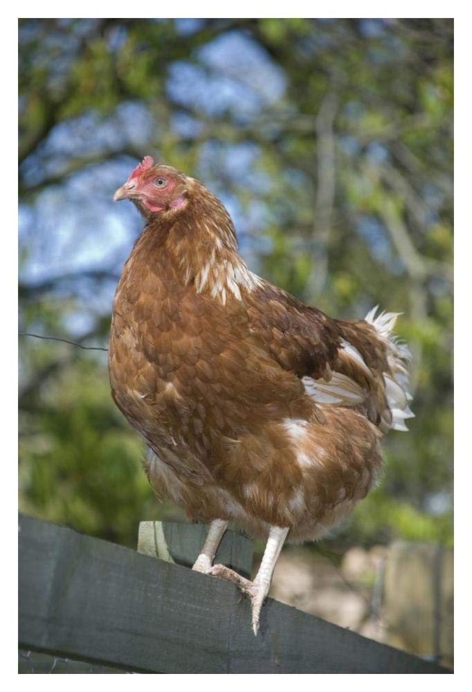 Domestic Chicken, free-range hen, standing on fence, Kent, England-Paper Art-14x20”
