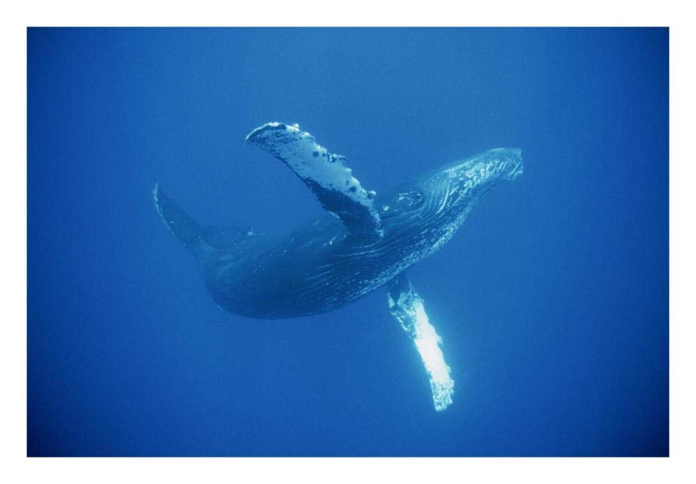 Humpback Whale friendly, Maui, Hawaii-Paper Art-26x18”