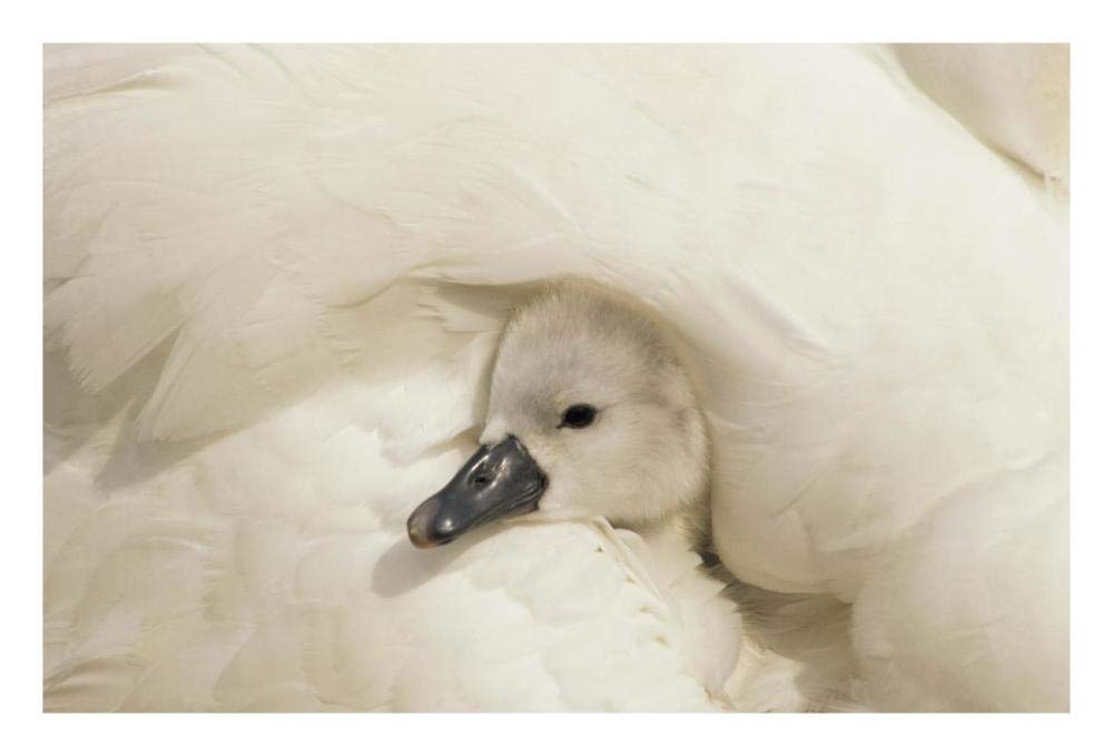 Mute Swan cygnet under its parents wing, Europe-Paper Art-26x18”