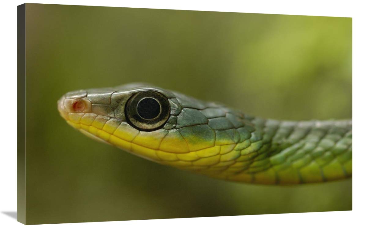Mountain Sipo close-up of head, Mindo cloud forest ecosystem, Ecuador-Canvas Art-36x24”