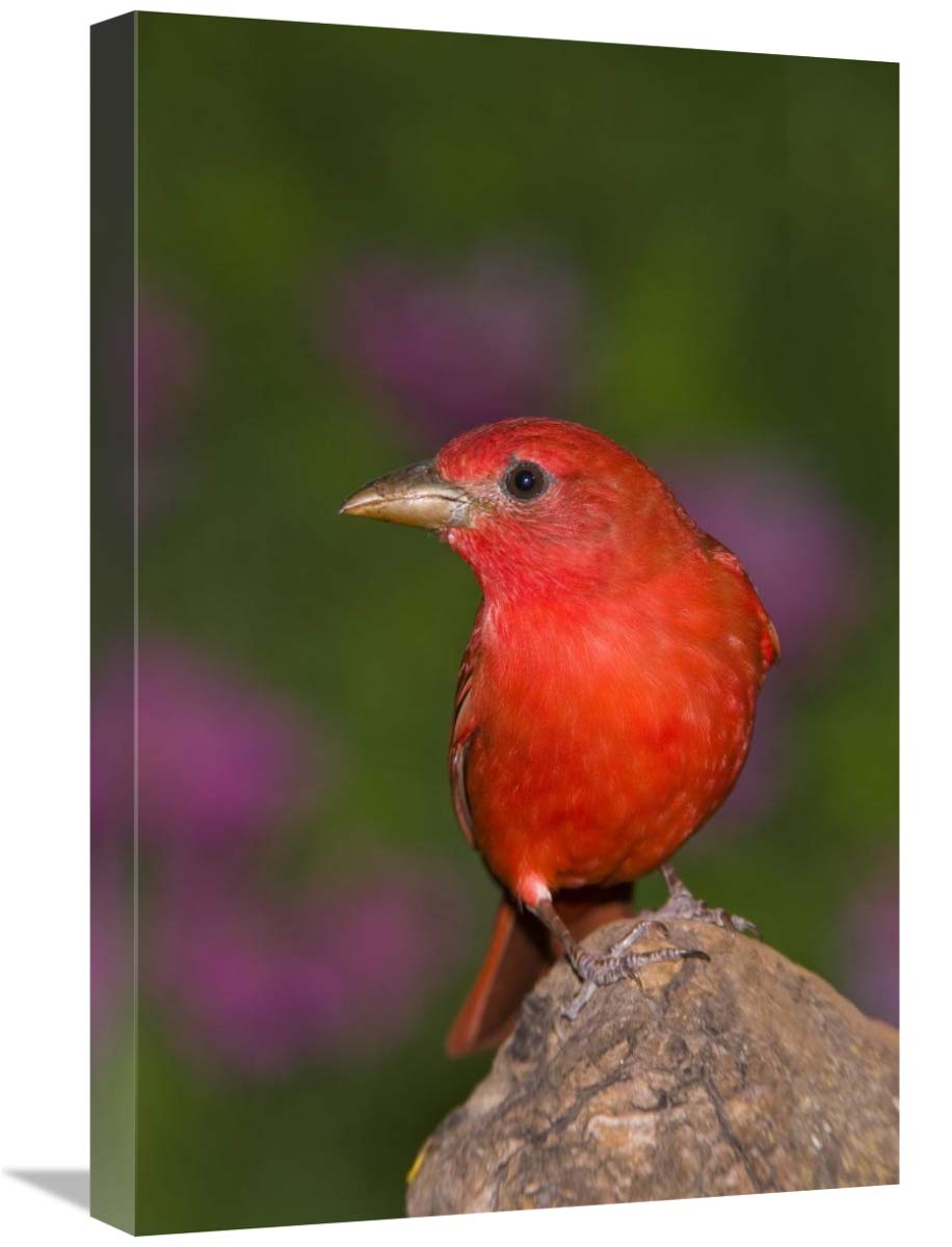 Summer Tanager male, Rio Grande Valley, Texas-Canvas Art-16x24”