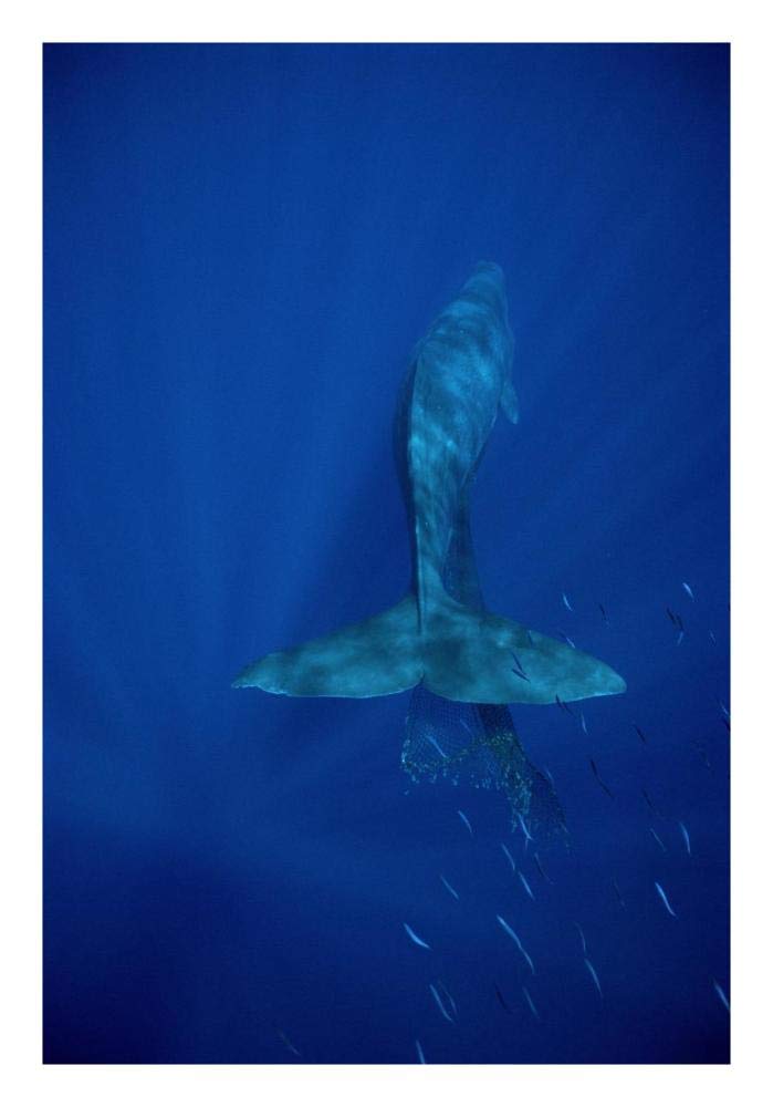 Sperm Whale entangled in net, Hawaii-Paper Art-18x26”