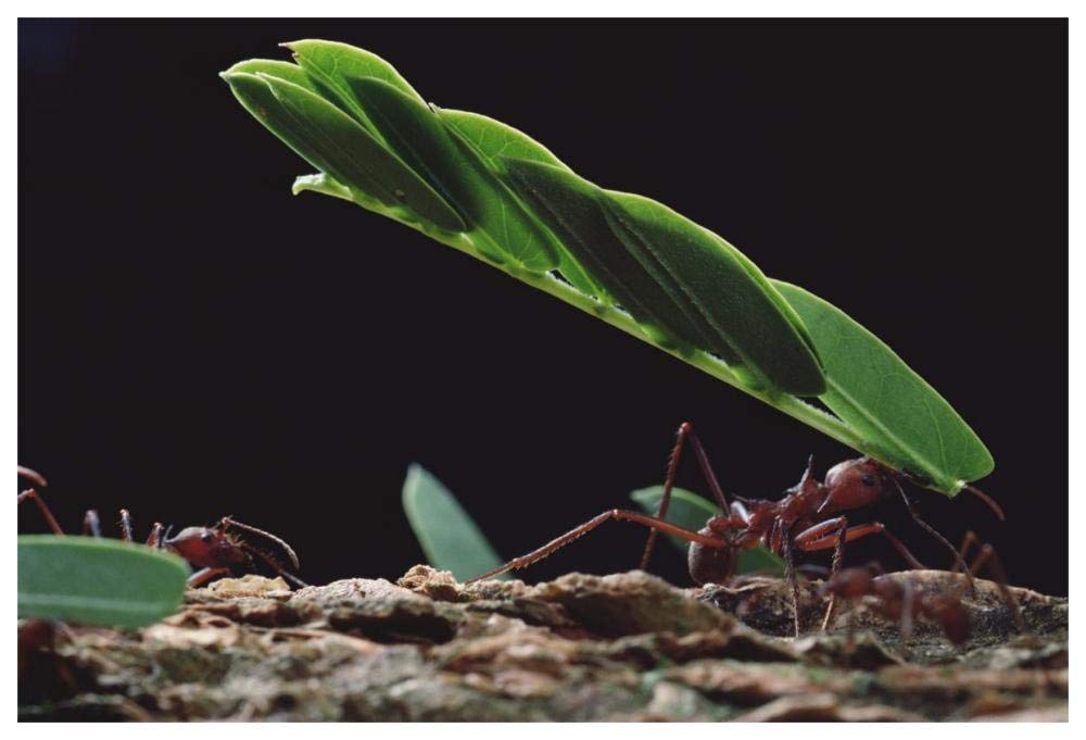 Leafcutter Ant group group carrying leaves, Barro Colorado Island, Panama-Paper Art-62x42”