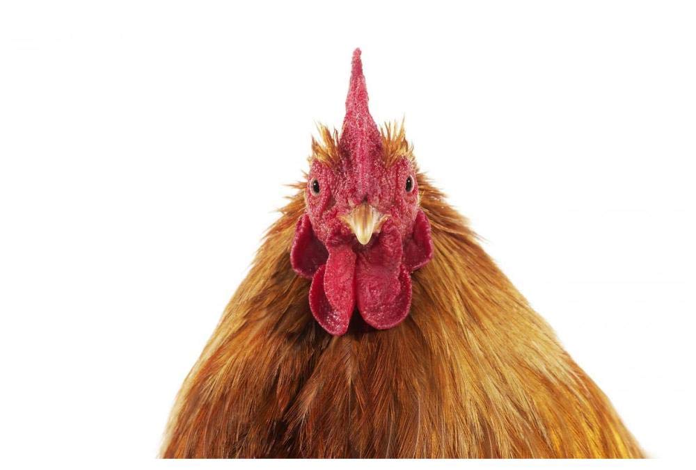 Domestic Chicken, Partridge Brahma, cockerel, close-up of head-Paper Art-62x42”
