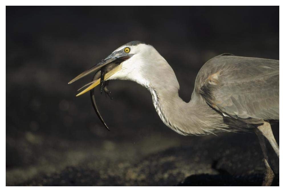 Great Blue Heron preying on hatchling Marine Iguana, Galapagos Islands-Paper Art-50x34”
