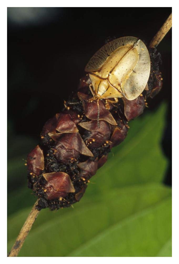 Tortoise Beetle mother shields her young, Panama-Paper Art-26x38”