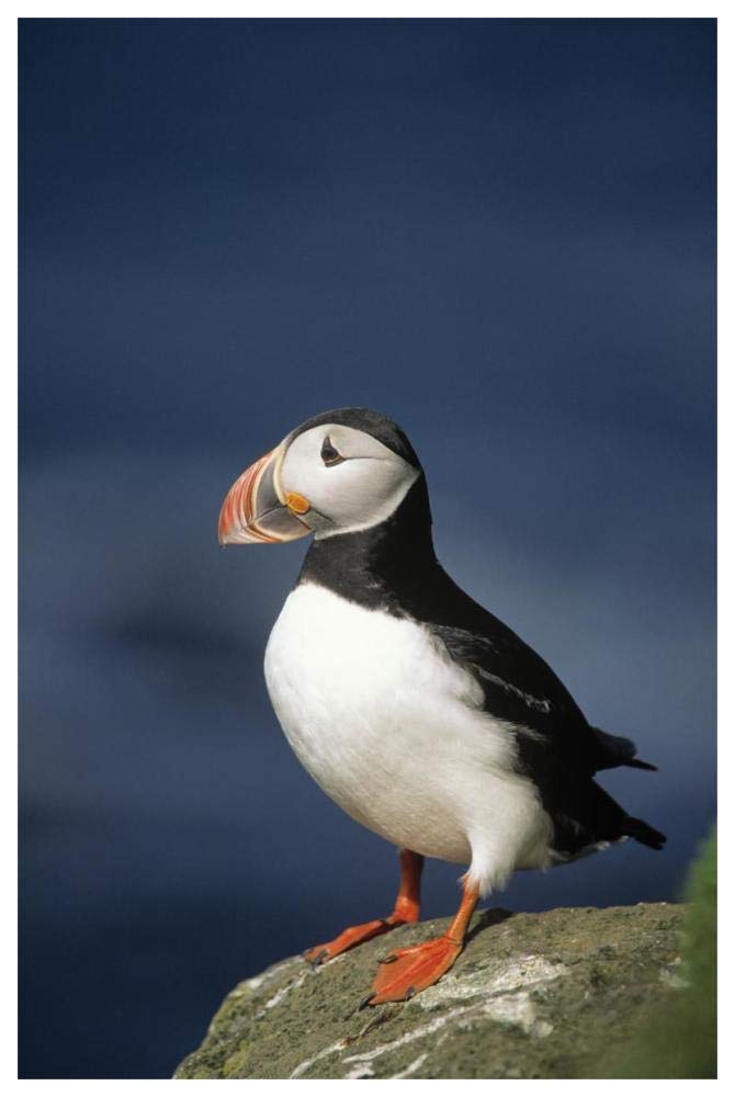 Atlantic Puffin adult on rock, Europe-Paper Art-42x62”